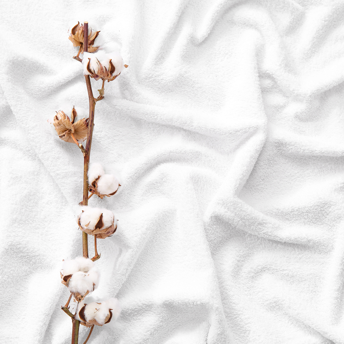 Close-up of soft white cotton fabric with natural folds and a cotton branch resting across the textile.